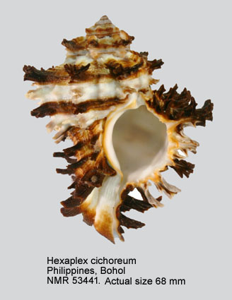 Hexaplex cichoreum (18).jpg - Hexaplex cichoreum (Gmelin,1791)